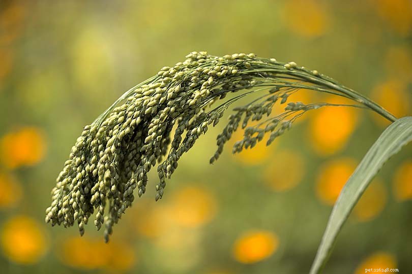 Top 6 Carbohydrate Sources for Dogs & Daily Intake Guidelines