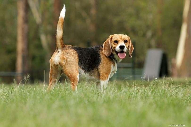 Dog Lifespan Explained: Average Years, Size Factors & Key Facts