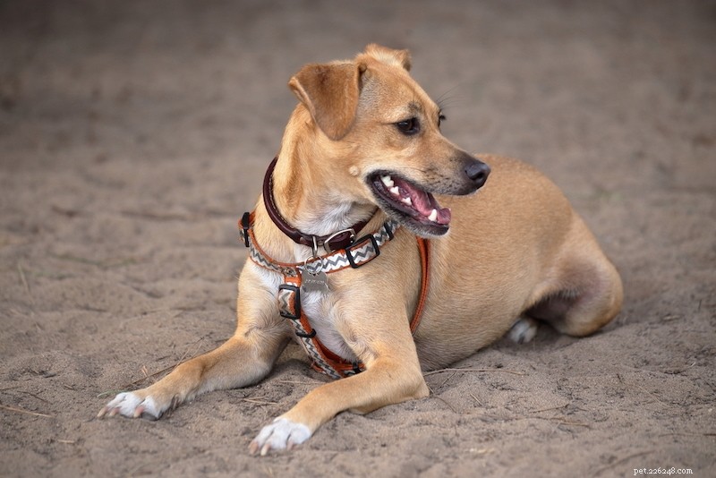 Dog Lifespan Explained: Average Years, Size Factors & Key Facts