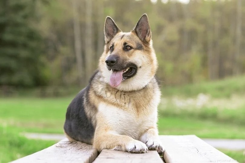 Why Dogs Live Shorter: Veterinary Experts Explain the Real Reasons