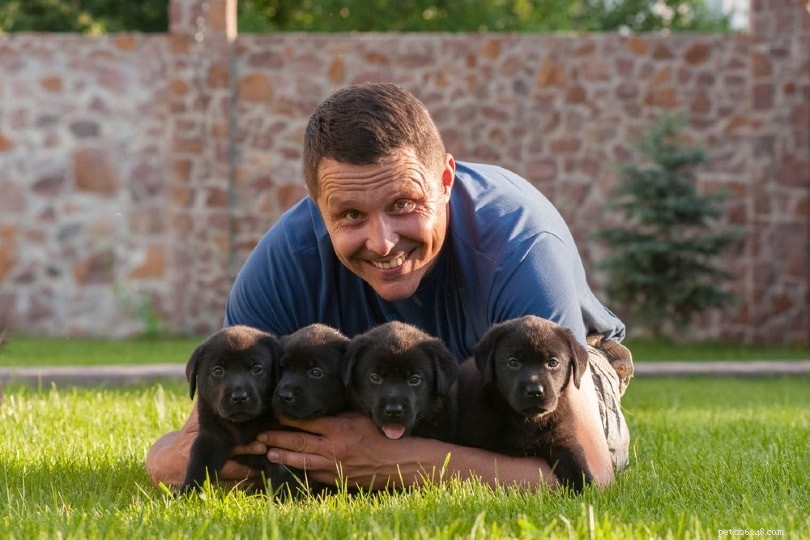 Why Dogs Live Shorter: Veterinary Experts Explain the Real Reasons