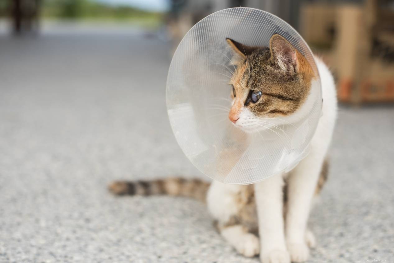 2022 U.S. Pet Spay/Neuter Statistics: How Many Dogs and Cats Are Sterilized?