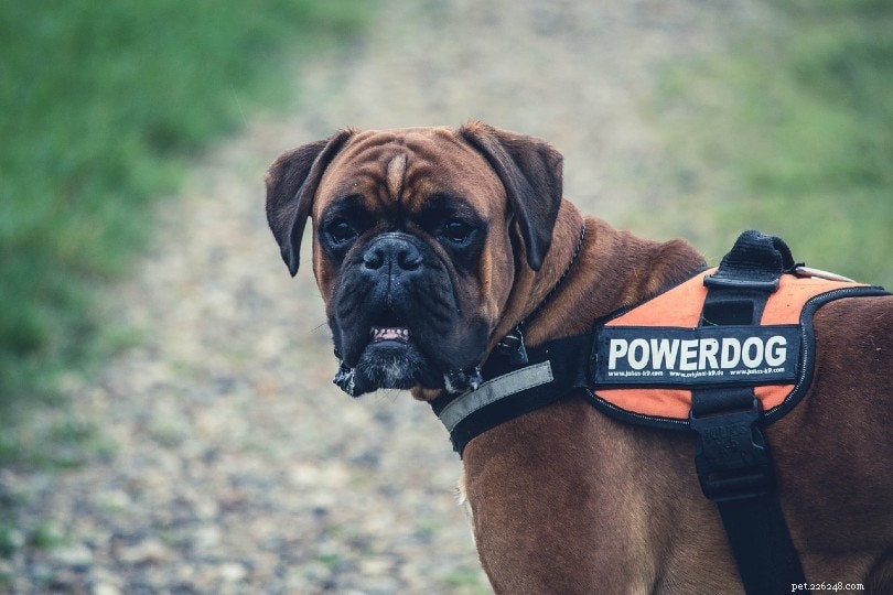 The Lifespan of Police K9s: Working Years and Life Expectancy Explained