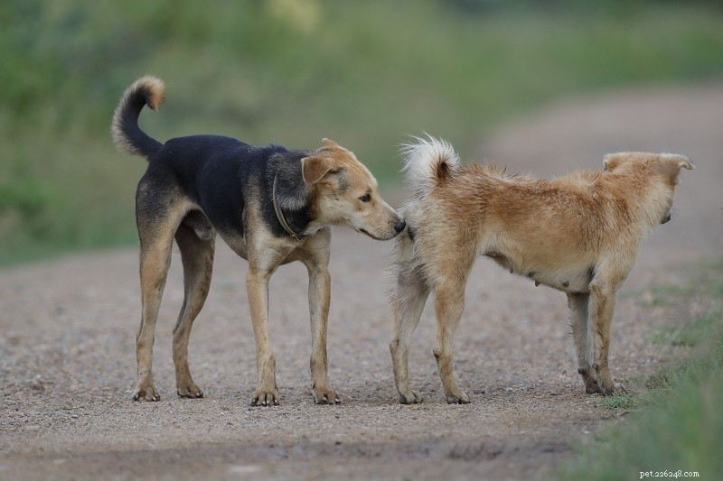 Understanding the Copulatory Tie: Why Dogs Seem Stuck During Mating – Vet Explains