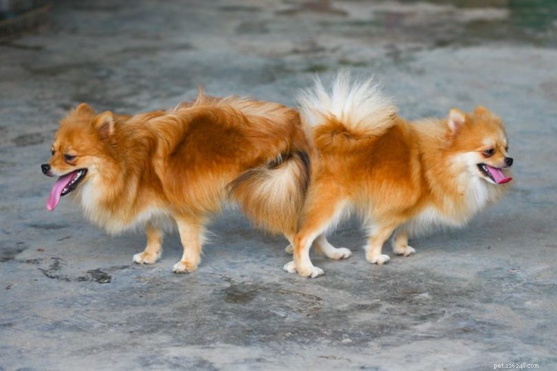 Understanding the Copulatory Tie: Why Dogs Seem Stuck During Mating – Vet Explains