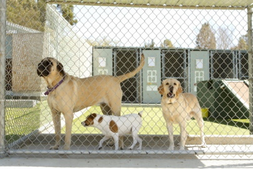What Happens to Police Dogs That Don t Pass Training?