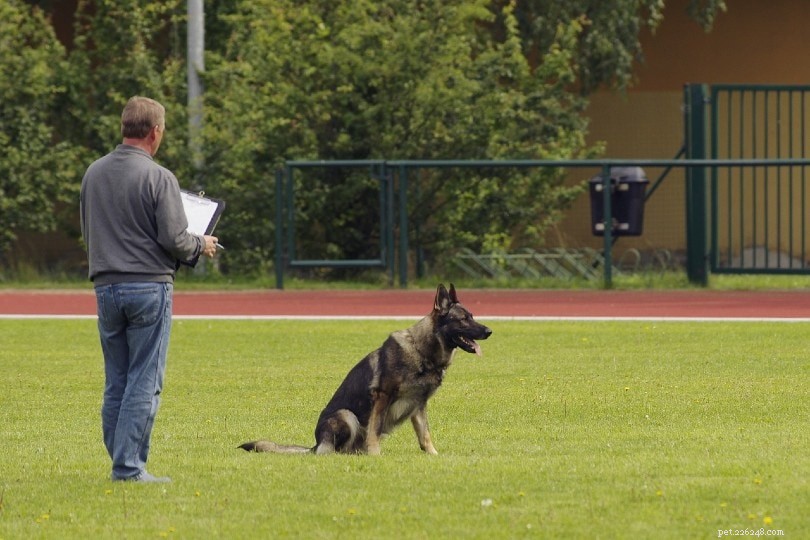 How Long Does Training a Police Dog Take?