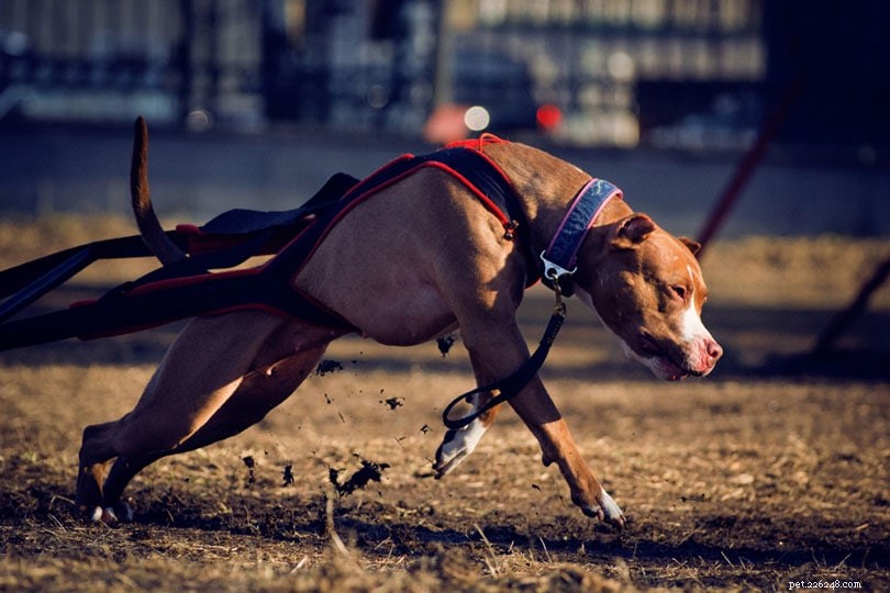 13 Eye‑Opening Dogfighting Statistics & Facts You Must Know