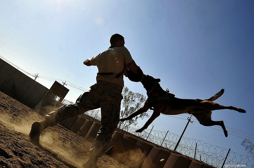 13 Eye‑Opening Dogfighting Statistics & Facts You Must Know