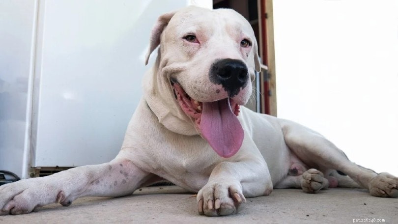 13 Eye‑Opening Dogfighting Statistics & Facts You Must Know