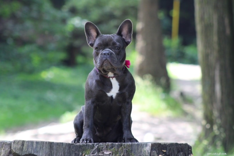 Top 10 Dog Breeds Most at Risk of Theft: Data-Backed Insights