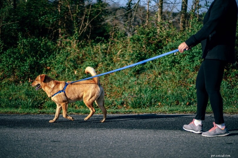 2022 Dog Walking Insights: How Often Do Owners Walk Their Dogs?