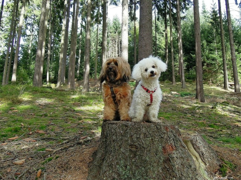 2022 Dog Walking Insights: How Often Do Owners Walk Their Dogs?