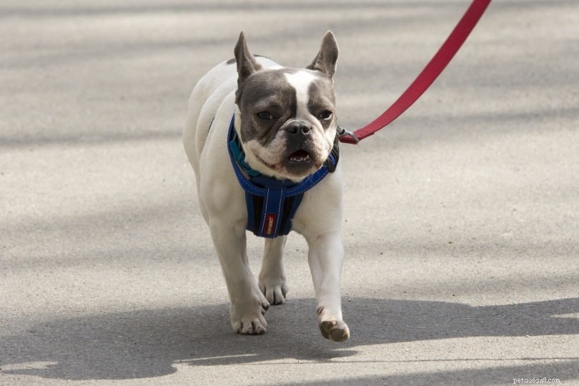 2022 Dog Walking Insights: How Often Do Owners Walk Their Dogs?