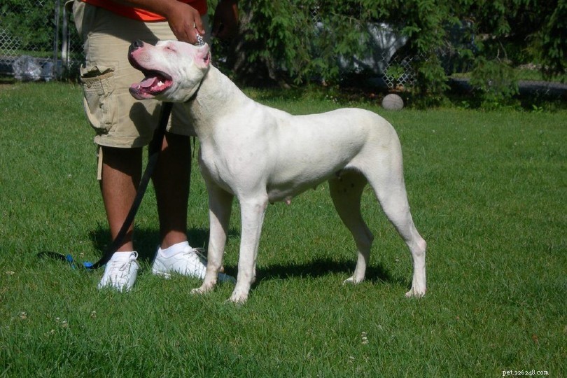 Dogo Argentino Bite Strength: PSI Measurements & Key Facts
