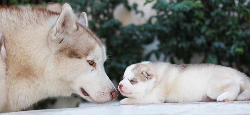 Do Male Dogs Recognize Their Own Puppies? Insights into Paternal Bonding