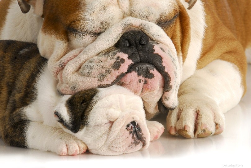 Do Male Dogs Recognize Their Own Puppies? Insights into Paternal Bonding