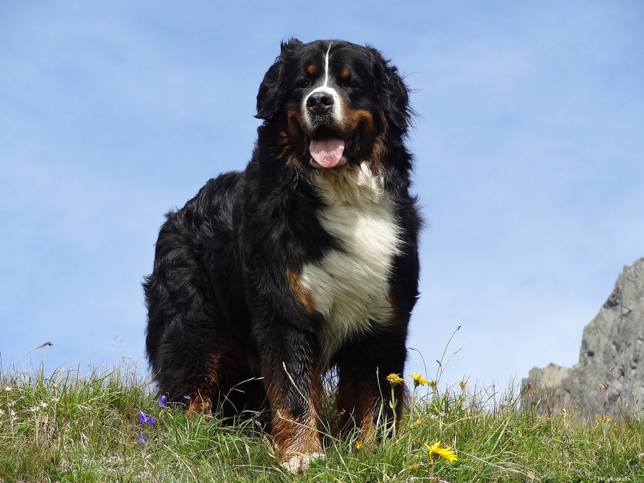 Bernese Mountain Dog Lifespan: Average Years, Health Tips & Facts