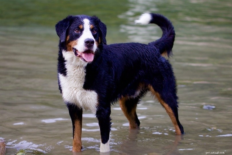 Bernese Mountain Dog Lifespan: Average Years, Health Tips & Facts