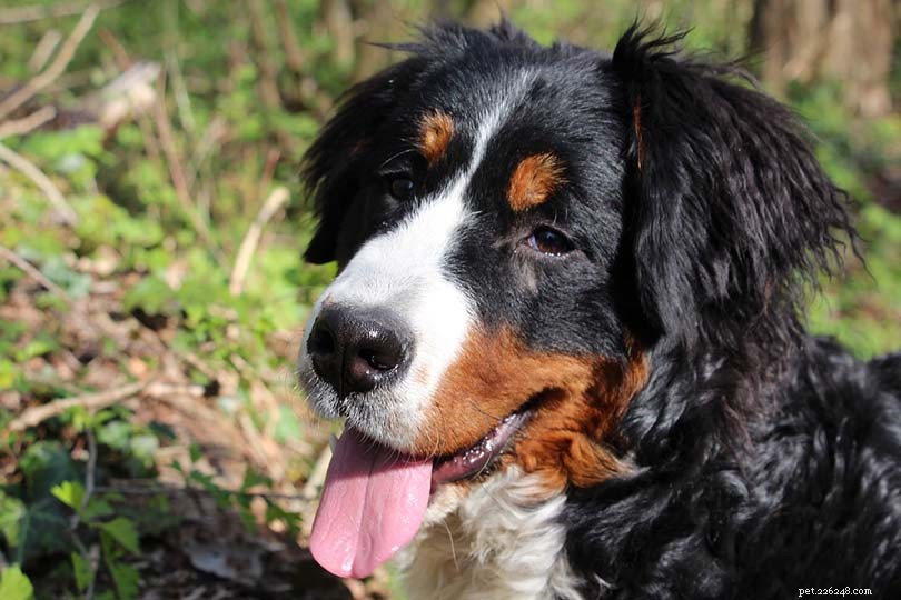 Bernese Mountain Dog Lifespan: Average Years, Health Tips & Facts