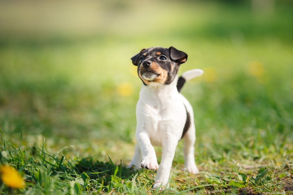 How Long Do Dogs Grow? Understanding Growth Milestones in Puppies