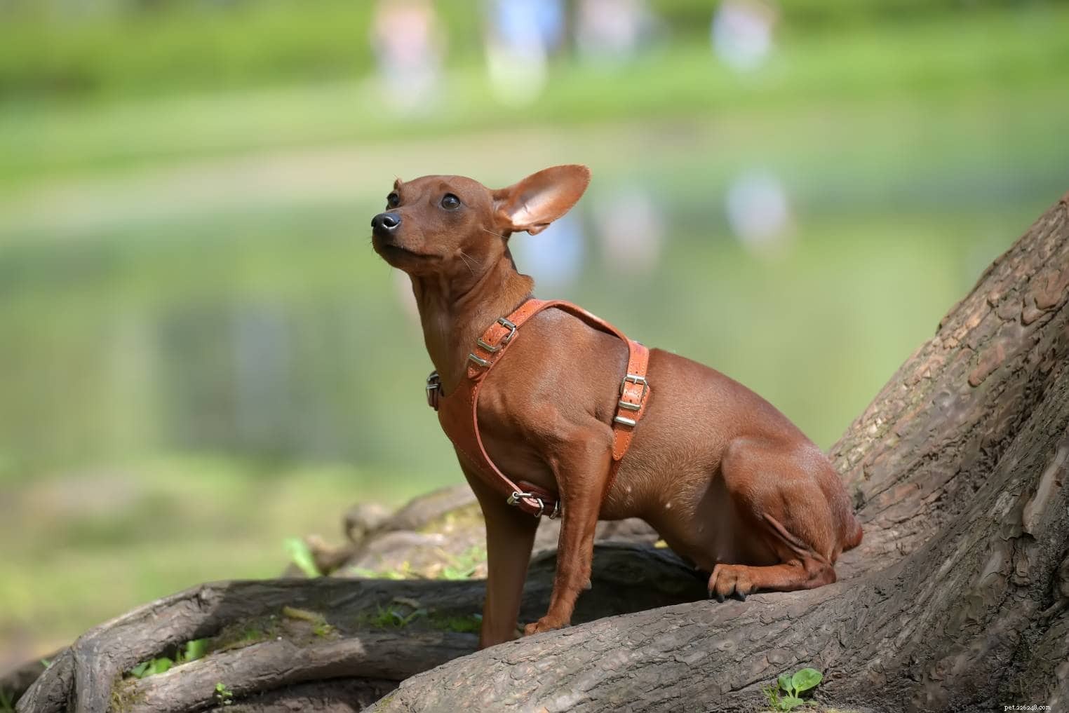 How Long Do Dogs Grow? Understanding Growth Milestones in Puppies