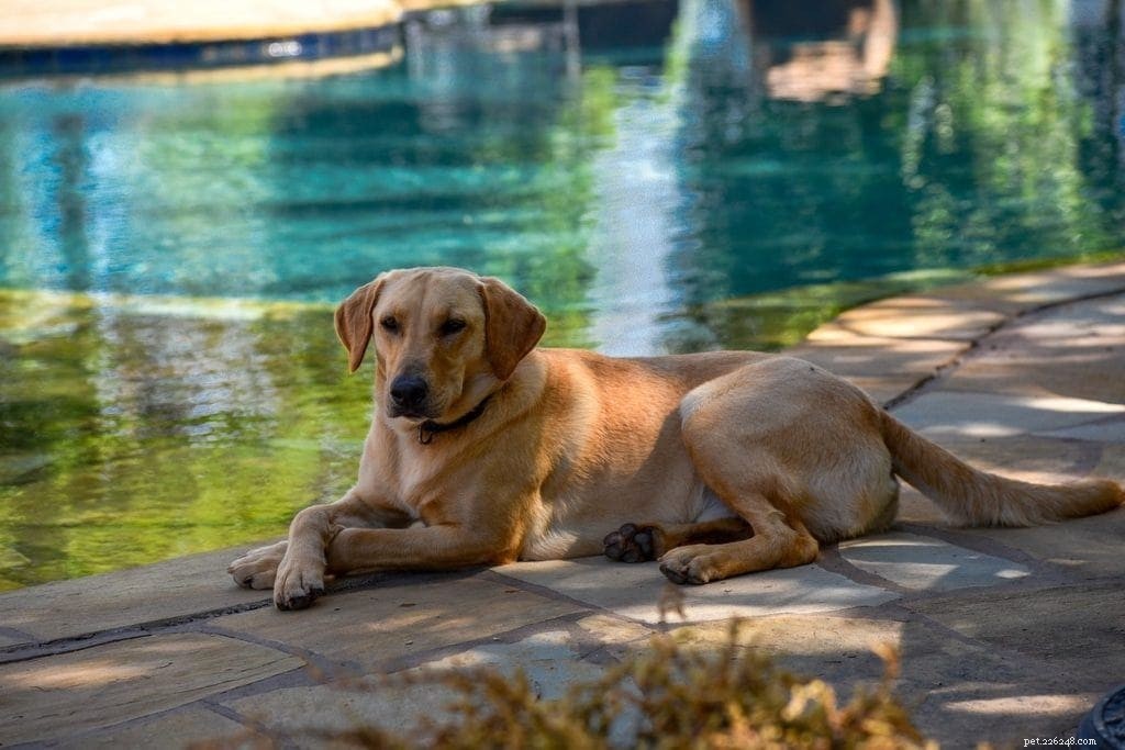 How Long Do Dogs Grow? Understanding Growth Milestones in Puppies