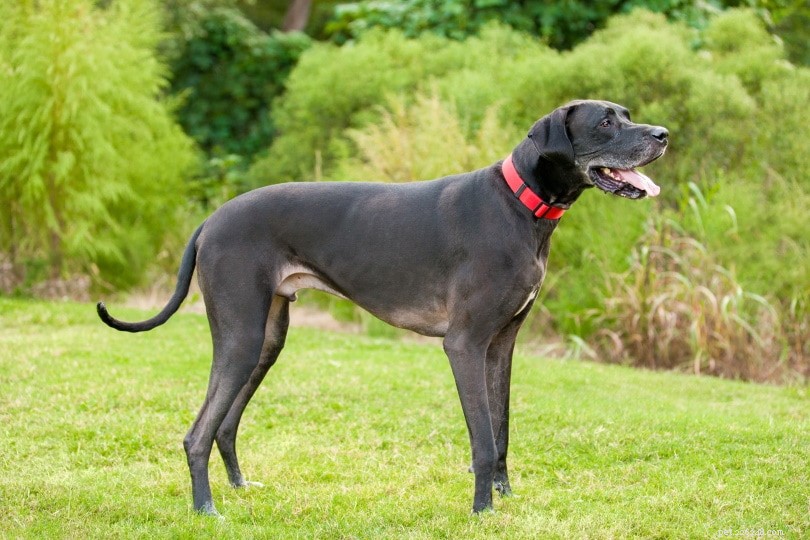 How Long Do Dogs Grow? Understanding Growth Milestones in Puppies