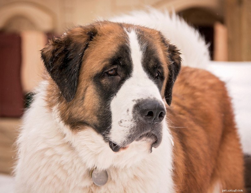 Debunking the Myth: Do Dogs Actually See Only in Black and White?