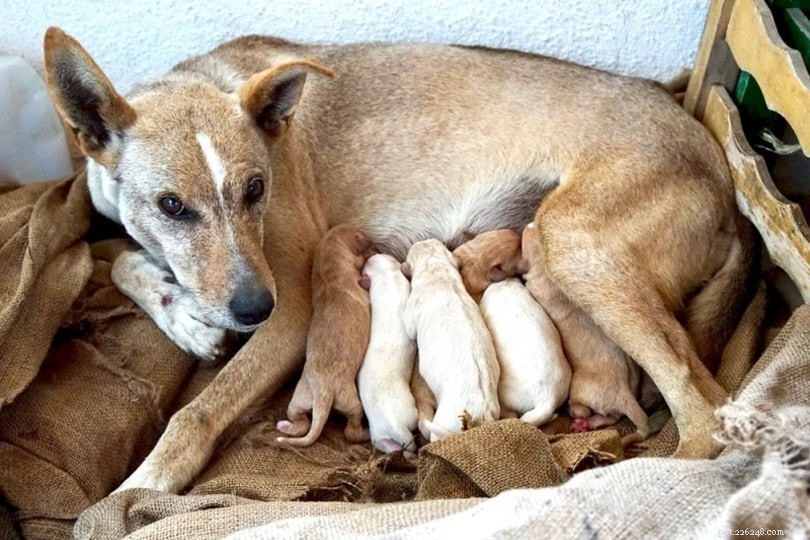 How Long Does a Dog’s Pregnancy Last? Find Out When Puppies Are Born