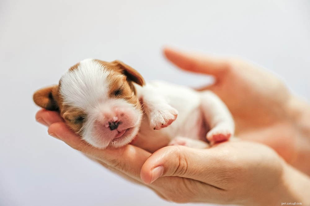 How Long Does a Dog’s Pregnancy Last? Find Out When Puppies Are Born