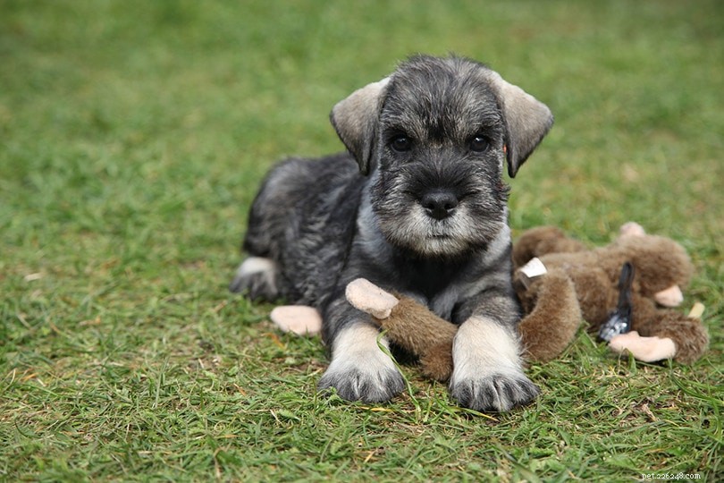 Designer Dog Breeds: How Tailored Styles Elevate Your Pet s Look