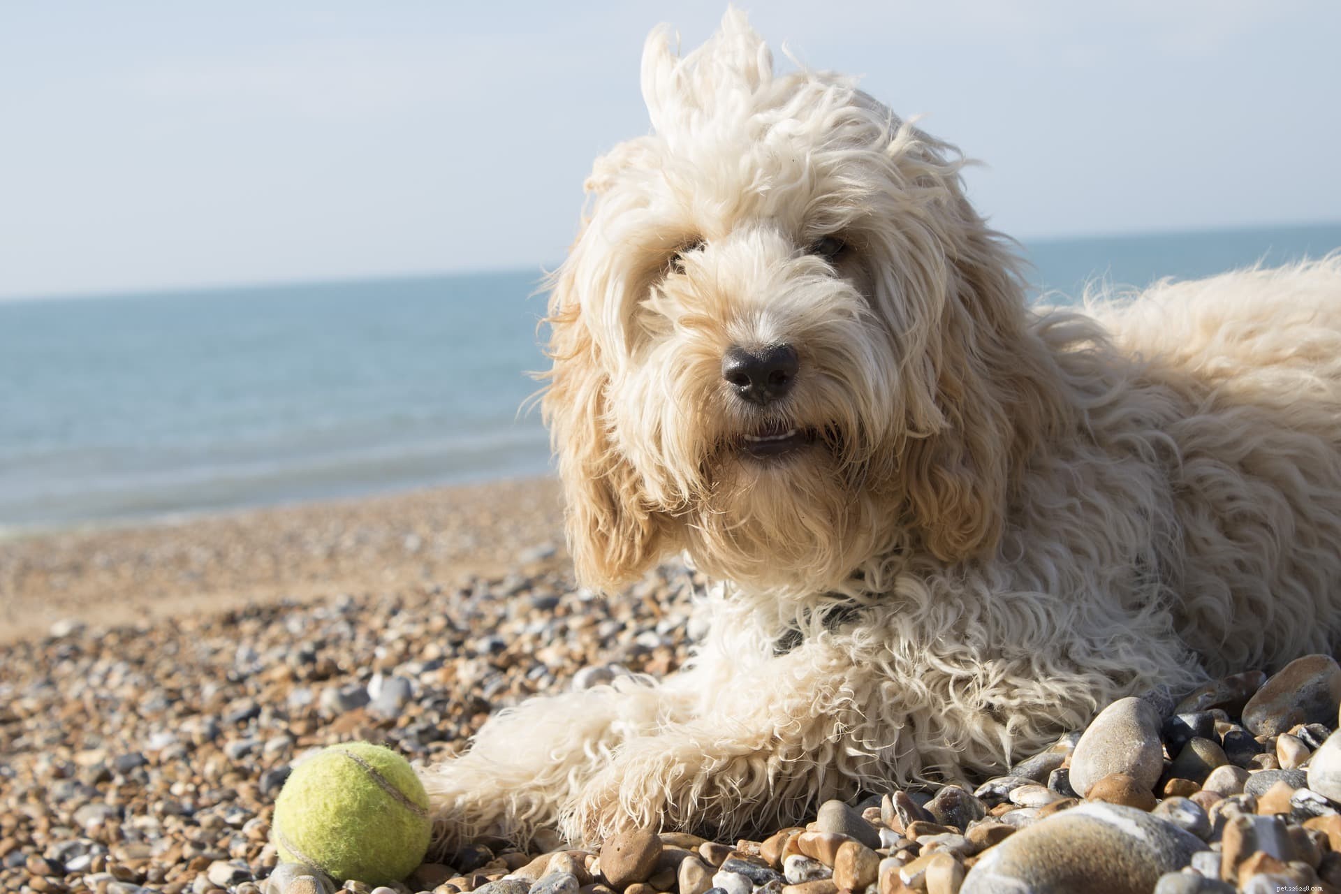 Designer Dog Breeds: How Tailored Styles Elevate Your Pet s Look