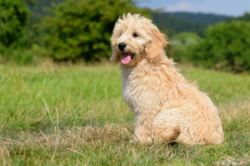 Designer Dog Breeds: How Tailored Styles Elevate Your Pet s Look