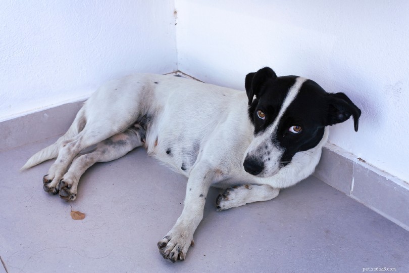 13 Key Signs Your Dog Is Stressed or Depressed – Vet‑Approved Guide