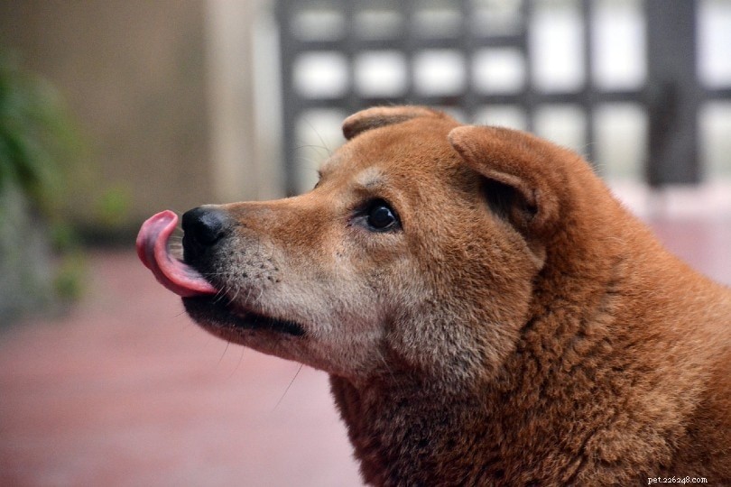 13 Key Signs Your Dog Is Stressed or Depressed – Vet‑Approved Guide