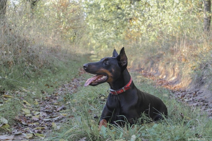 Can Dogs Detect the Unseen? The Truth About Their Sixth Sense
