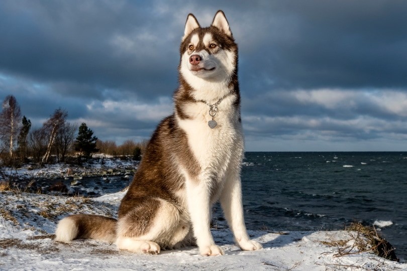 Can Dogs Detect the Unseen? The Truth About Their Sixth Sense