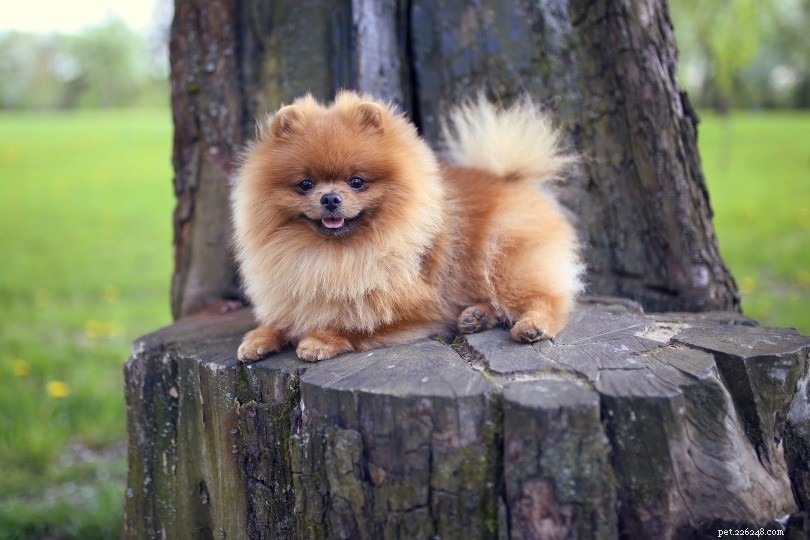 Can Dogs Detect the Unseen? The Truth About Their Sixth Sense