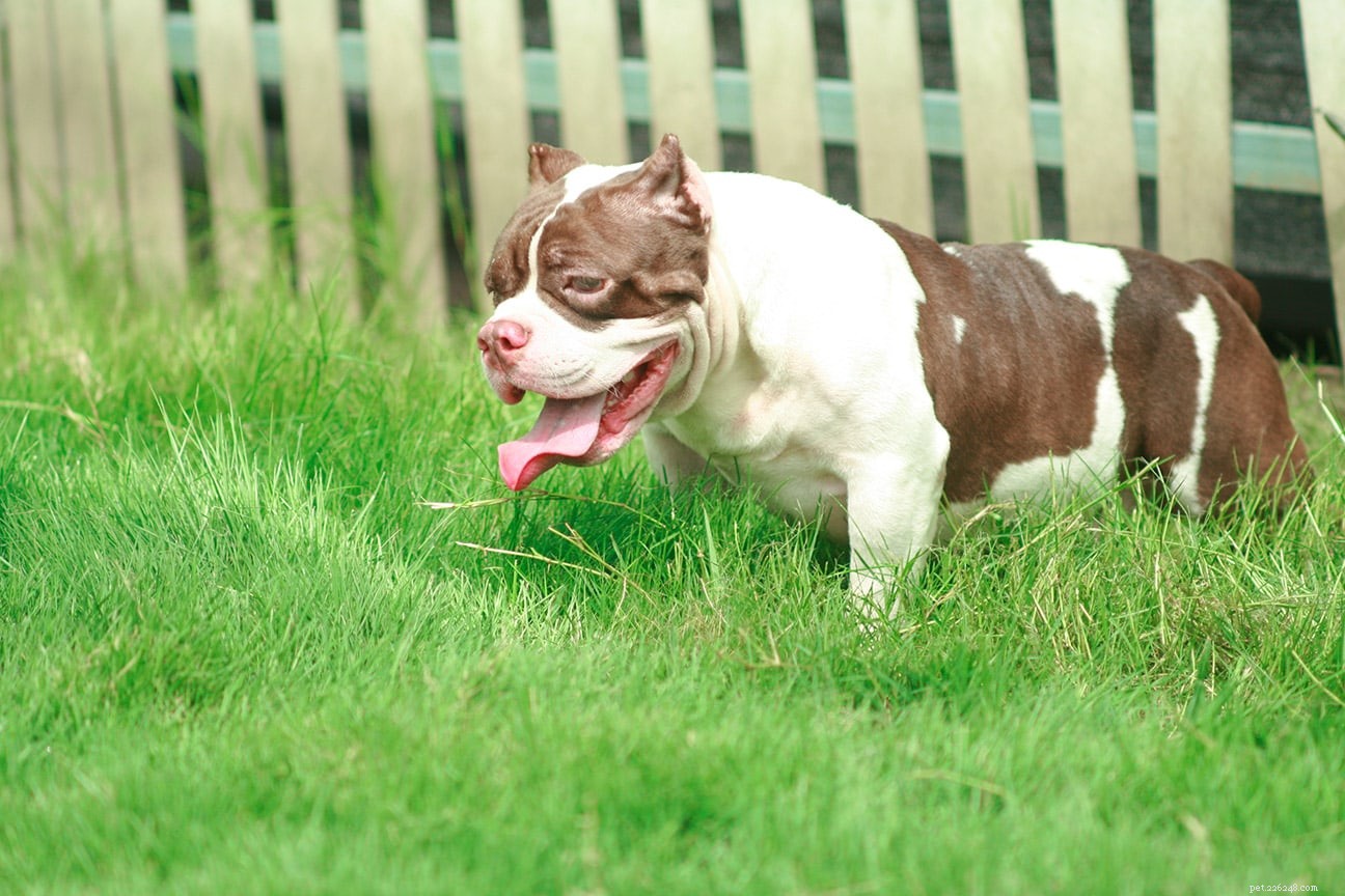 Can Dogs Detect the Unseen? The Truth About Their Sixth Sense