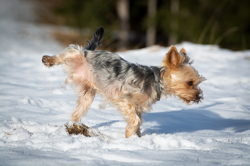 Dog Urination: How Many Times a Day is Ideal? Expert Guide