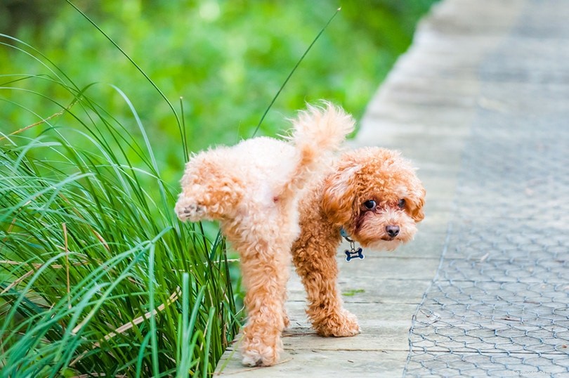 Dog Urination: How Many Times a Day is Ideal? Expert Guide