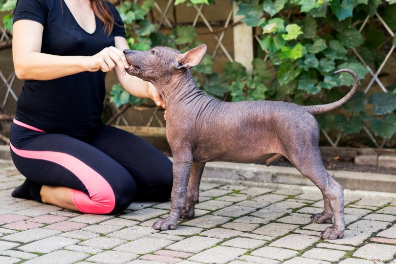When Is It Safe to Introduce Your Puppy to Other Dogs? Expert Timing Guide
