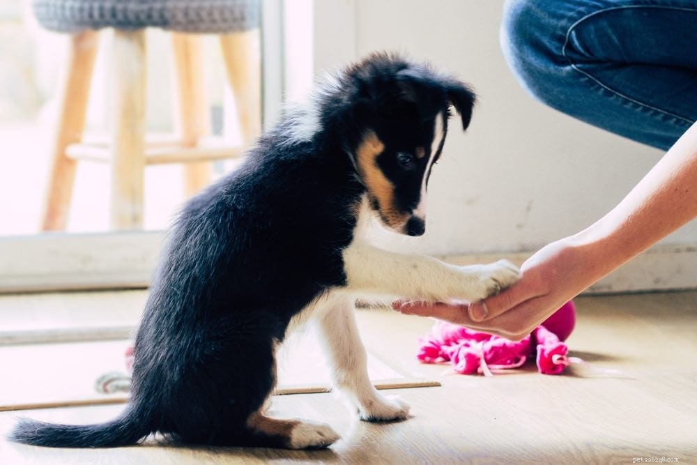 When Is It Safe to Introduce Your Puppy to Other Dogs? Expert Timing Guide
