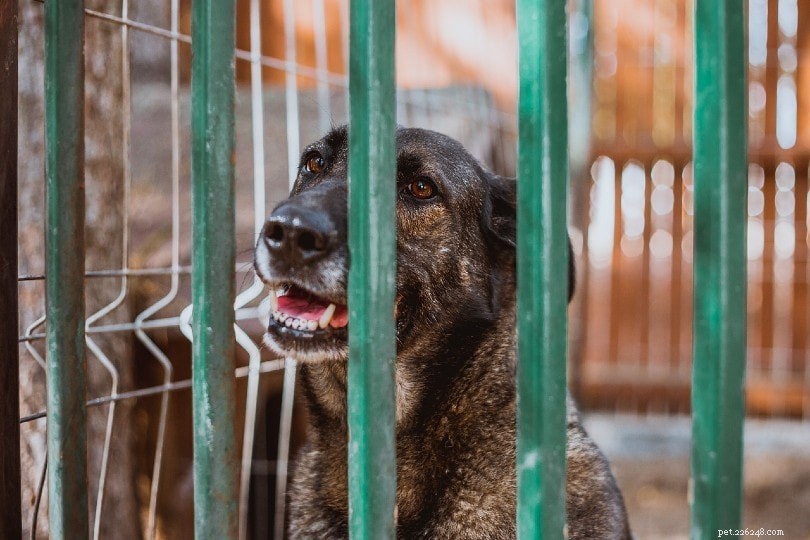 What Causes a Dog to Cough Like Something Is Stuck – Vet-Approved Answers