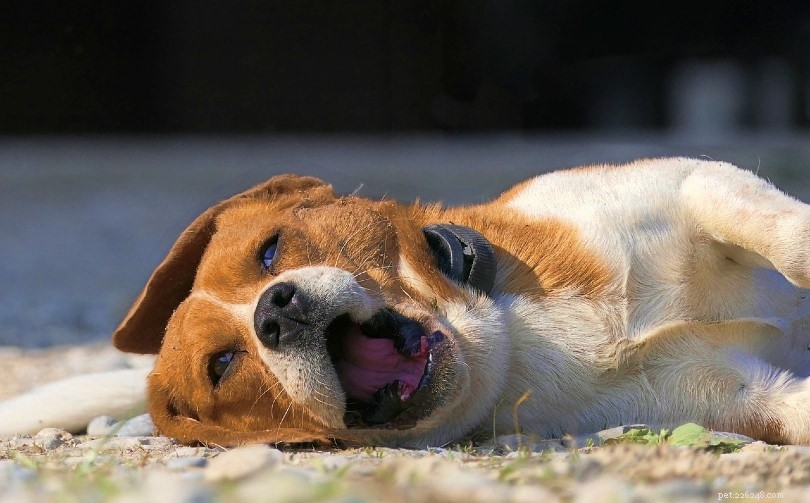 What Causes a Dog to Cough Like Something Is Stuck – Vet-Approved Answers