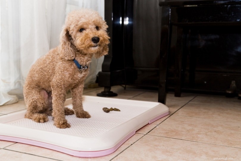 How Often Should Dogs Poop Each Day? A Practical Guide for Pet Owners