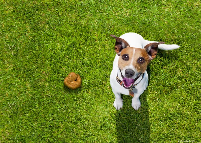 How Often Should Dogs Poop Each Day? A Practical Guide for Pet Owners