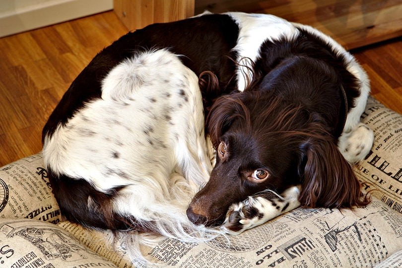 Do Dogs Detect When a Person Is Nearing Death?