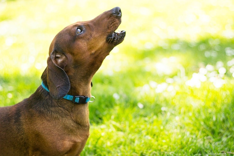 Do Dogs Detect When a Person Is Nearing Death?